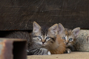 cats in a barn on the farm