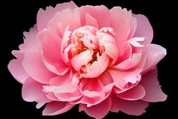 Pink Peony Flower Against Black Background Generative AI