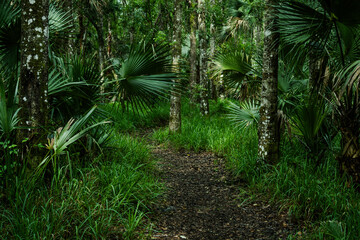 The beautiful Saint Francis Trail through the Ocala National Forest in Florida