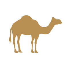 beautiful animal camel vector