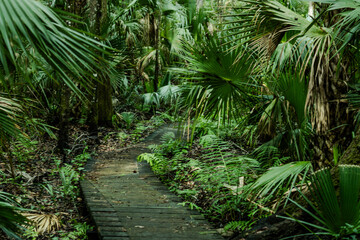 The beautiful Saint Francis Trail through the Ocala National Forest in Florida