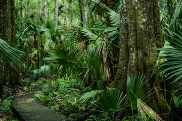The beautiful Saint Francis Trail through the Ocala National Forest in Florida - obrazy, fototapety, plakaty