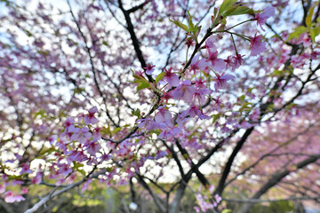 Kawazu cherry blossoms at Chigasaki Park in Yokohama