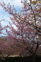 Kawazu cherry blossoms at Chigasaki Park in Yokohama