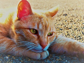ひなたぼっこをする猫