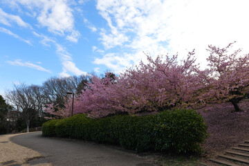 Kawazu cherry blossoms at Chigasaki Park in Yokohama