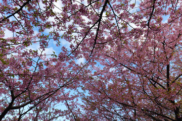 Kawazu cherry blossoms at Chigasaki Park in Yokohama