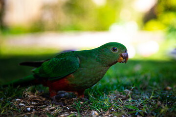 portrait of cute green australian king parrot female feeding on the grass spotted near restaurant close to Queen Mary Falls, Queensland, Australia. Native common wildlife in Queensland