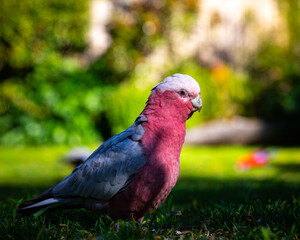 portrait of cute pink galah parrot feeding on the grass spotted near restaurant close to Queen Mary Falls, Queensland, Australia. Native common wildlife in Queensland
