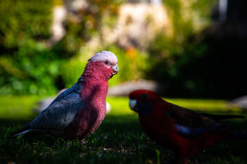 portrait of cute pink galah parrot feeding on the grass spotted near restaurant close to Queen Mary Falls, Queensland, Australia. Native common wildlife in Queensland