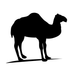 Camel Illustration Silhouette