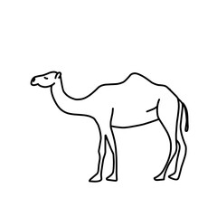 Camel Hand drawn illustration.