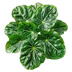 Obraz premium Alocasia Baginda 'Dragon Scale' Leaf Against White Background - Botanical Beauty with Striped Green Pattern and Transparent Cut-Out Detail