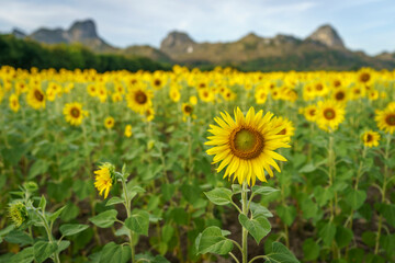 Sunflower field