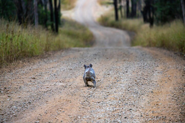 cute adorable marsupial koala bear spotted on the road to Mount Maroon in mount barney national park near Brisbane, Queensland, Australia.  Australian native iconic wildlife. 