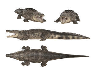 Saltwater crocodile isolated on white background or Nile crocodile. 3d illustration