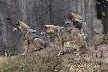 Obraz premium 横を向いた三頭のオオカミたち