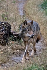 歩くオオカミのポートレート