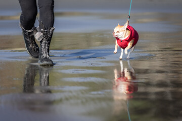 A woman is walking her chihuahua on the beach on a beach