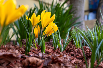 Yellow early blooming crocus