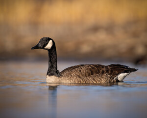 Canada goose - branta canadensis - swimming in pond with evening sunlight