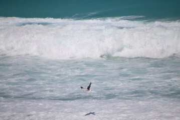 A Seagull Flying Above the Waves, Fitzgerald Coast, Western Australia.