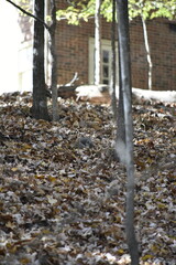 Squirrels in Nature