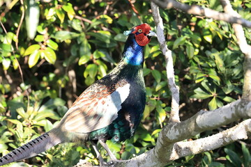 Common Pheasant is the national bird of Japan