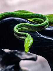 Green Shoot Snake, Dangerous.