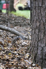Fototapeta na wymiar Squirrel Among Leaves
