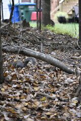Squirrel Among Leaves