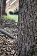 Squirrel Among Leaves