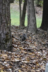 Squirrel Among Leaves
