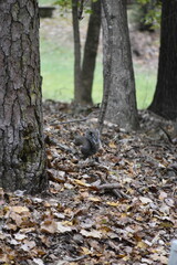 Squirrel Among Leaves
