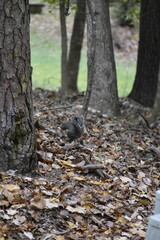 Squirrel Among Leaves