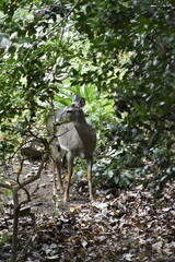 Deer in Woods