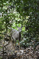 Deer in Woods