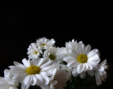 Beautiful white chrysanthemum flowers. Card with chrysanthemum daisies with place for text on black background.