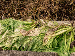 Dry mustard leaves on the road due to farmers not picking them up for sale
