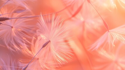 Dandelion seeds as floral macro background. Concept of nature, happiness and tranquility.	
 - obrazy, fototapety, plakaty