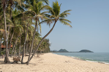 Coconut tree on a tropical island with beautiful beach
