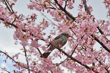 河津桜とヒヨドリ