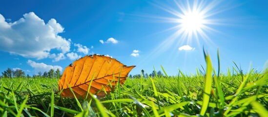 An orange leaf rests on vibrant green grass under the bright sun, showcasing autumns touch in a verdant landscape.