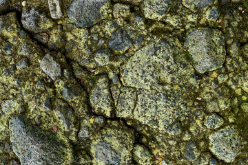 Natural texture of wooden tree bark