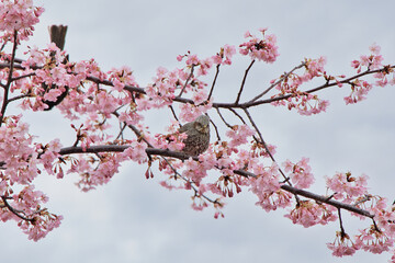 河津桜とヒヨドリ