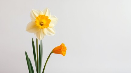 Fototapeta na wymiar Photo of Wild Daffodil blooming against white background