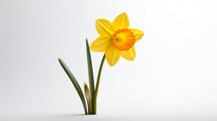 Photo of Wild Daffodil blooming against white background