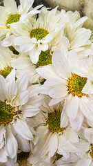 Bouquet of pretty white roses