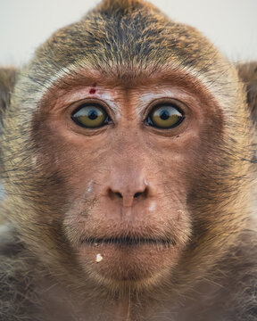 A close up portrait of a young monkey, looking directly into the camera with a calm expression 