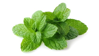 Fresh mint leaves isolated on white background